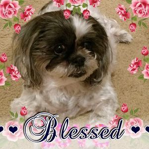 Meet your Posher, Carmelita